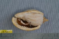 藏品(伊河寄居蟹)的圖片